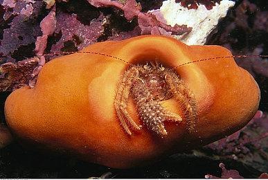 美少女剑击动作游戏《武士少女》新角色介绍：“刃钢”